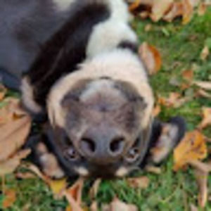 Meet your Posher, Avram